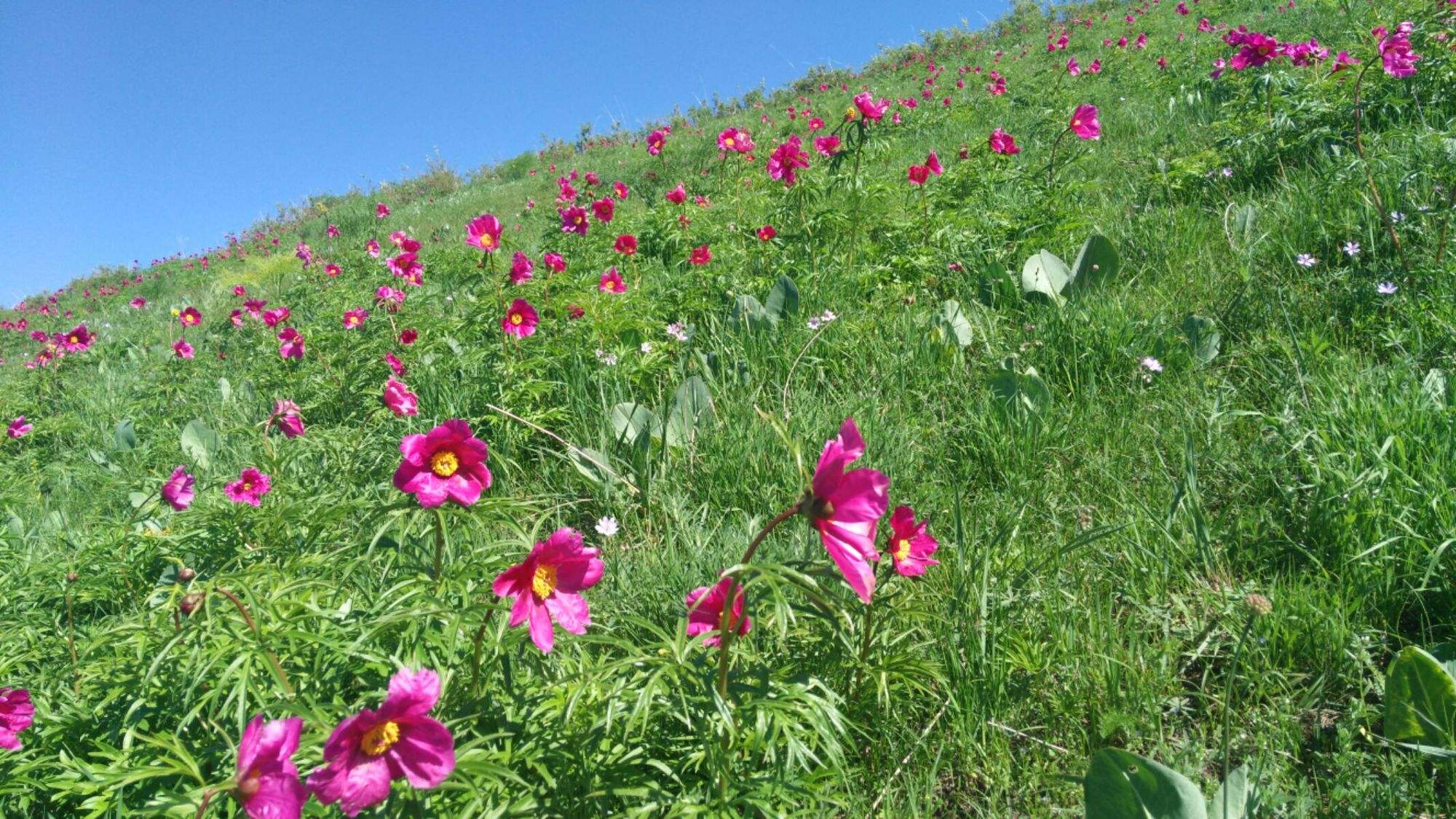 小白杨舞蹈教学版小苹果(小苹果舞蹈儿童版广场舞)