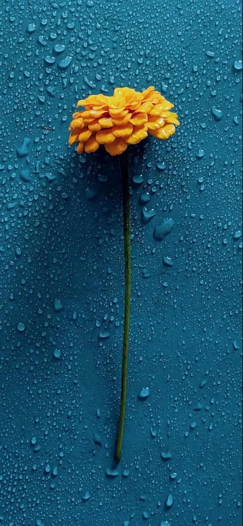 苹果手机青春版2023(苹果手机青春版2023款)-第2张图片-有道翻译官网 苹果手机青春版2023(苹果手机青春版2023款)-第2张图片-有道翻译官网