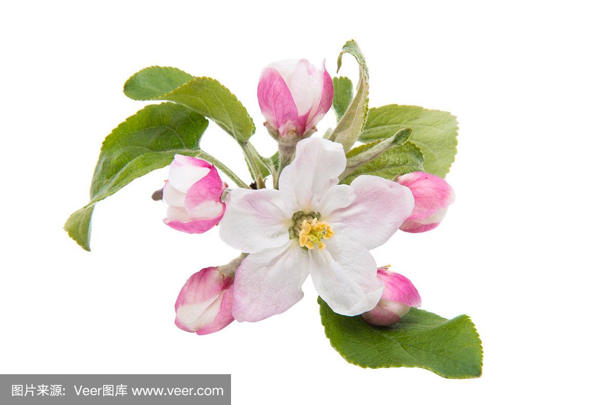 乌克兰版的小苹果(俄罗斯原版小苹果)-第2张图片-有道翻译官网