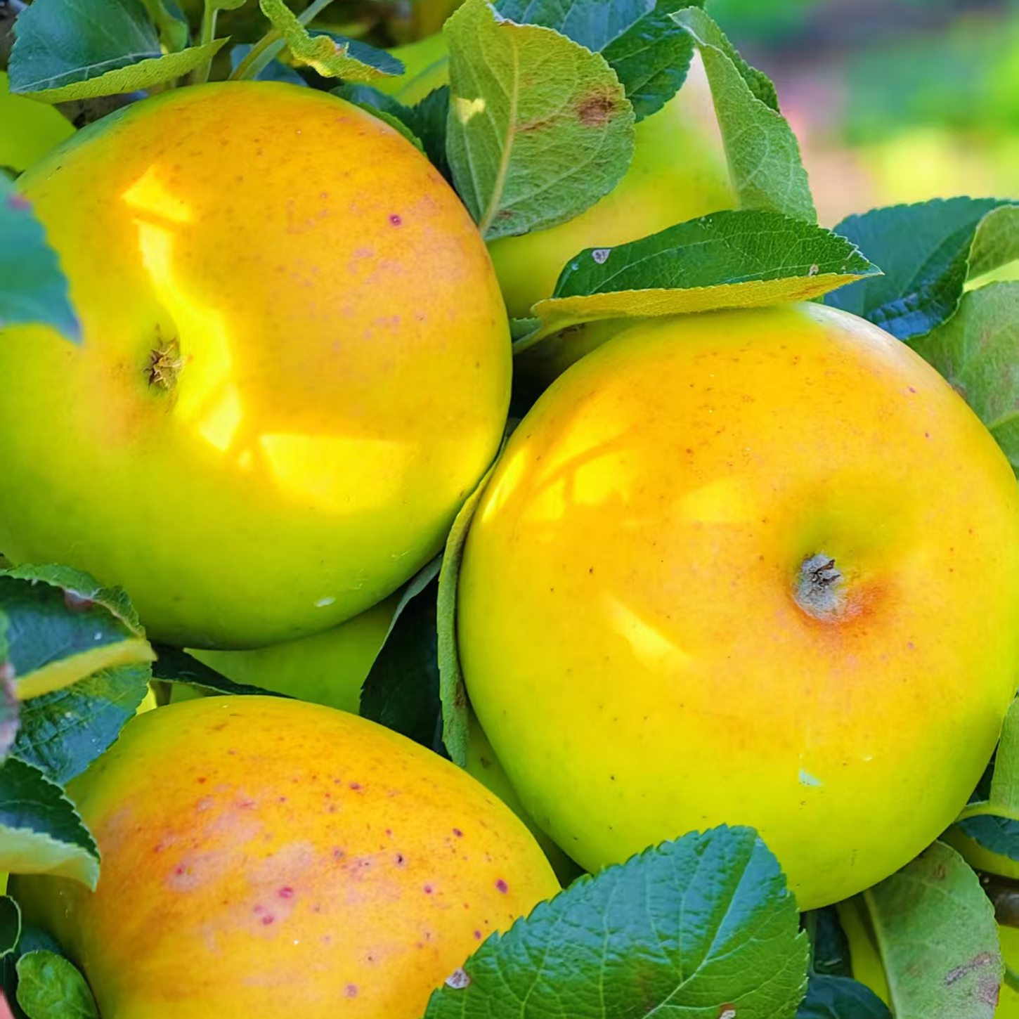 青苹果高仿版(青苹果与普通苹果的区别)-第6张图片-有道翻译官网